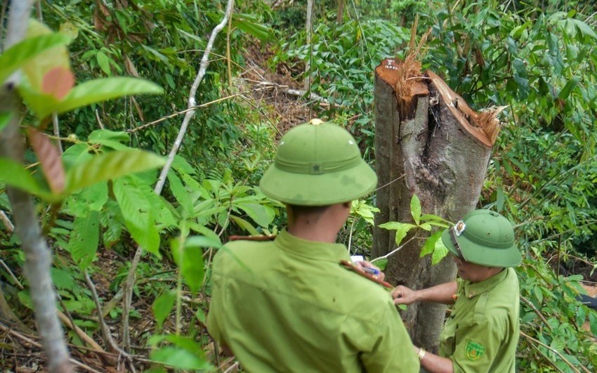 Nhiều cây rừng tự nhiên ở huyện miền núi Quảng Trị bị đốn hạ