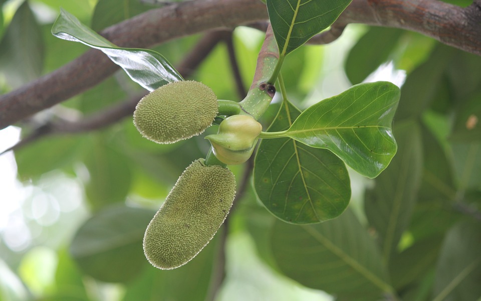 Tác dụng của quả mít non với bệnh đái tháo đường