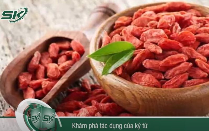 Khám phá tác dụng của Kỷ tử