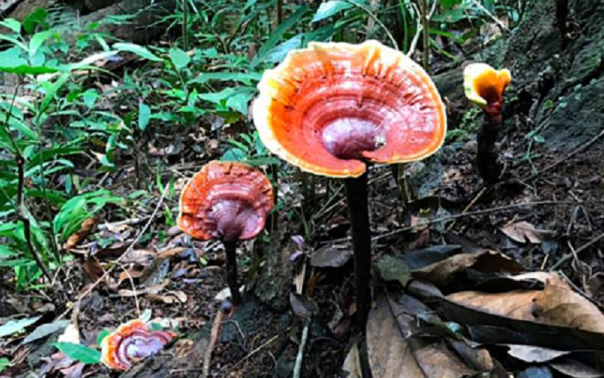 Những loại nấm quý hiếm, đắt đỏ, được 'săn lùng' ở Việt Nam - Ảnh 3.