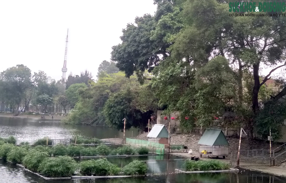 Bầy thiên nga được thả tại hồ Thiền Quang sau 5 năm chỉ còn lại 6 con - Ảnh 1.