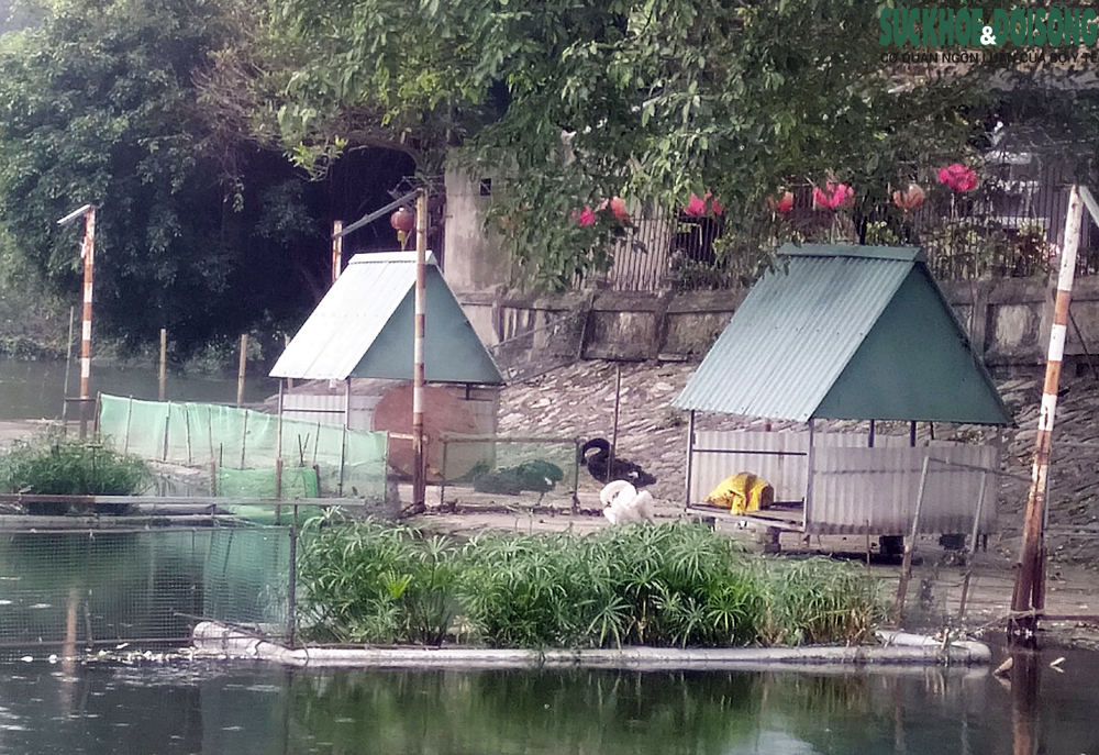 Bầy thiên nga được thả tại hồ Thiền Quang sau 5 năm chỉ còn lại 6 con - Ảnh 2.