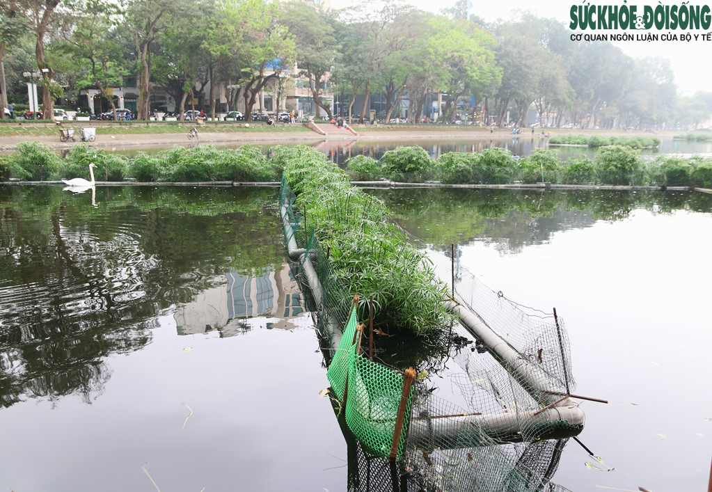 Bầy thiên nga được thả tại hồ Thiền Quang sau 5 năm chỉ còn lại 6 con - Ảnh 5.