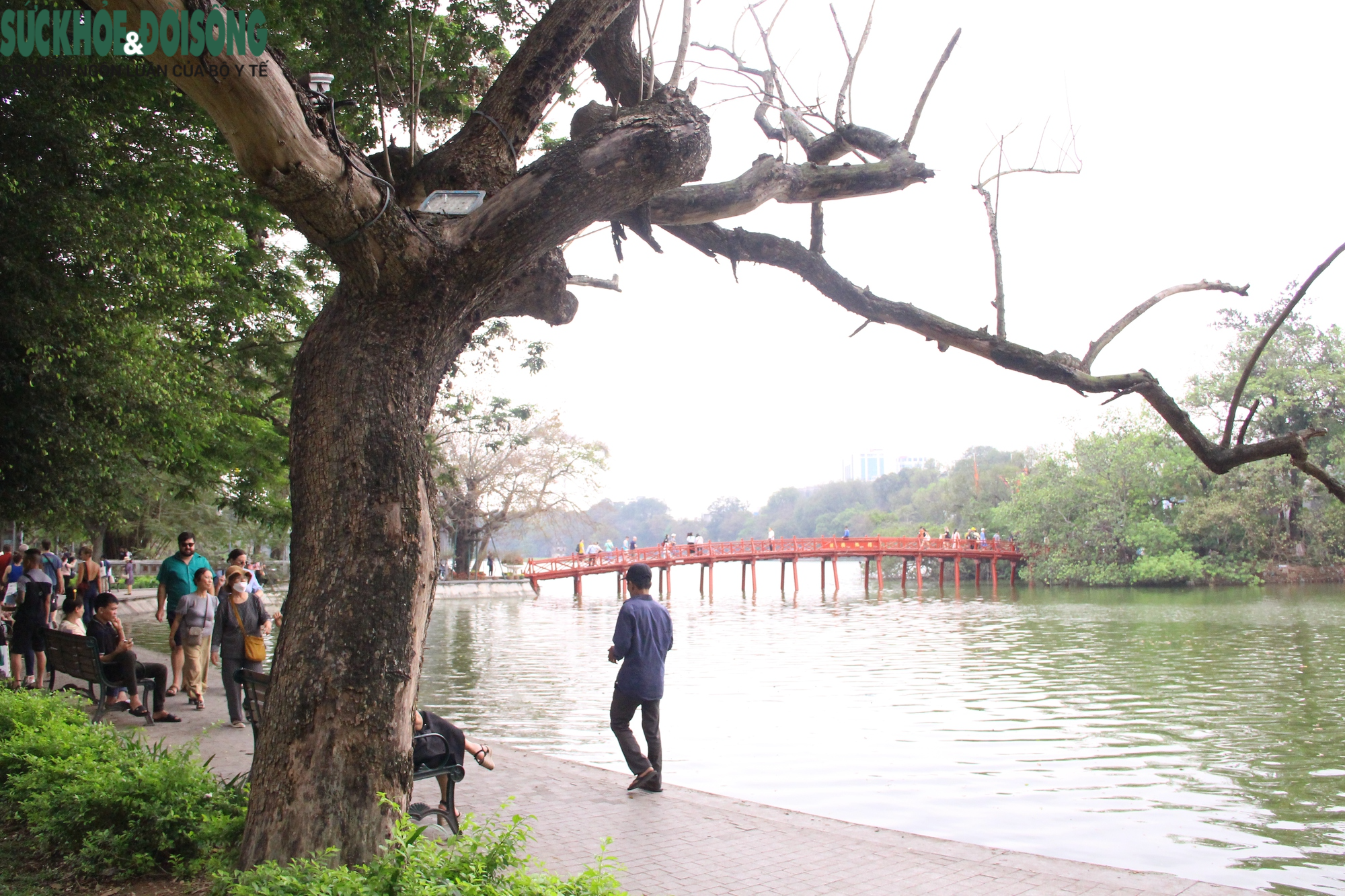 Cây gỗ quý ở Hồ Gươm có dấu hiệu khô héo, nghi đã chết từ lâu - Ảnh 2.