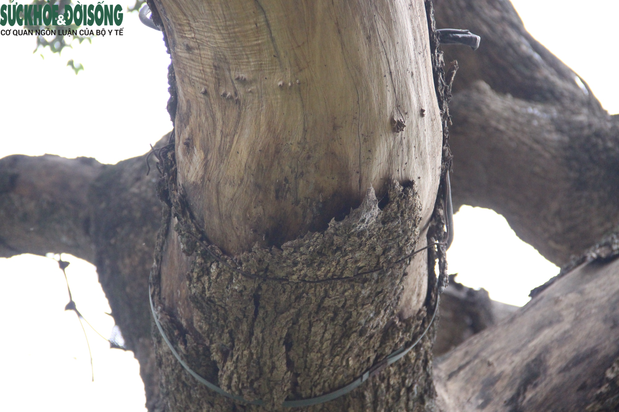 Cây gỗ quý ở Hồ Gươm có dấu hiệu khô héo, nghi đã chết từ lâu - Ảnh 5.