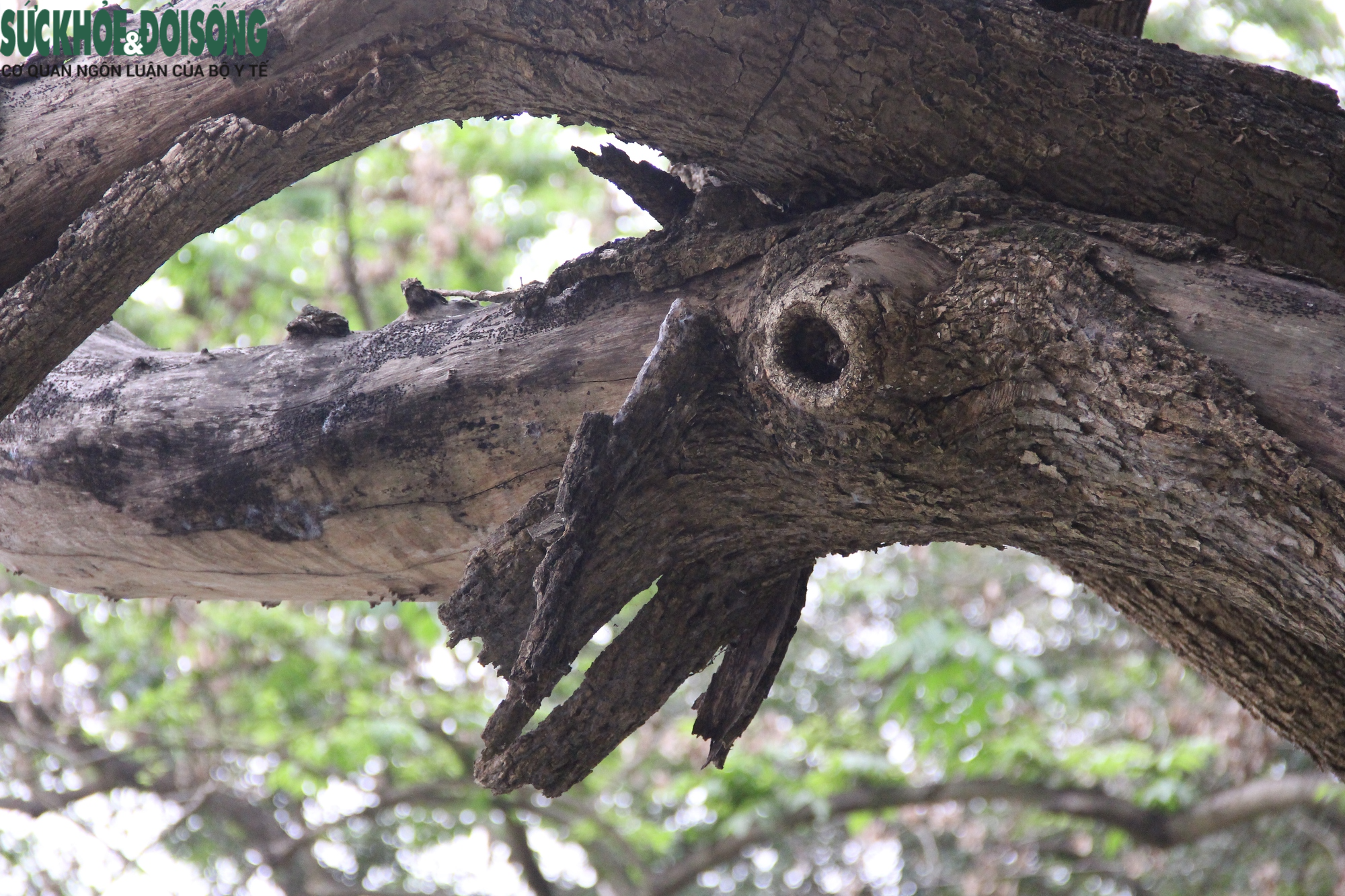 Cây gỗ quý ở Hồ Gươm có dấu hiệu khô héo, nghi đã chết từ lâu - Ảnh 7.