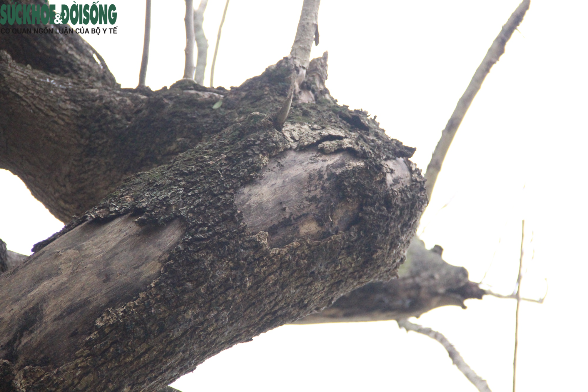 Cây gỗ quý ở Hồ Gươm có dấu hiệu khô héo, nghi đã chết từ lâu - Ảnh 12.