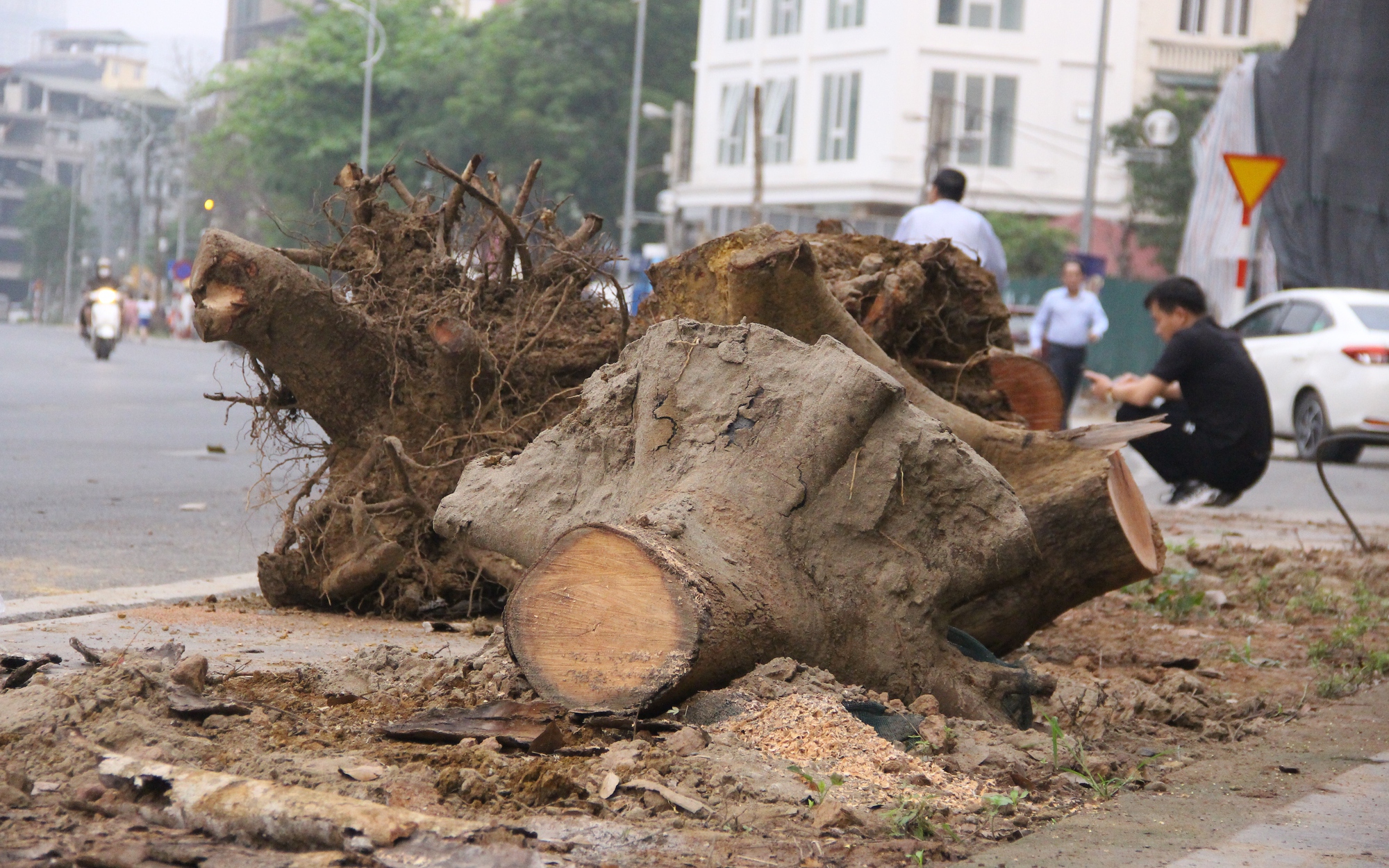 Hà Nội: Hàng cây xanh trên tuyến phố 340 tỷ trơ gốc, phải nhổ bỏ