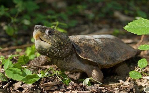Cận cảnh 59 cá thể rùa đầu to cực kỳ quý hiếm vừa bị tịch thu