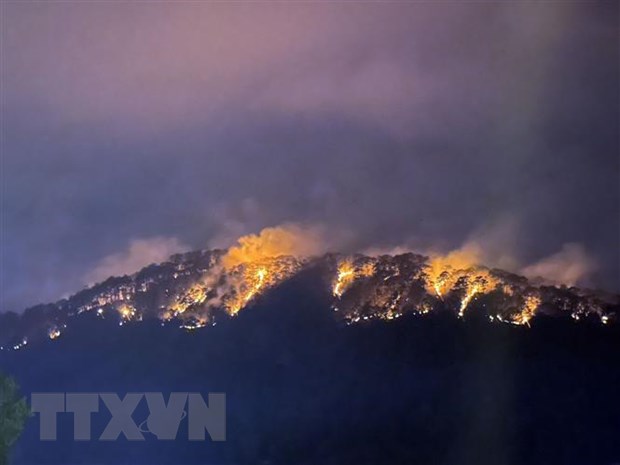 Đà Lạt: 10ha rừng thông bị ảnh hưởng sau vụ cháy trên đèo Prenn - Ảnh 1.