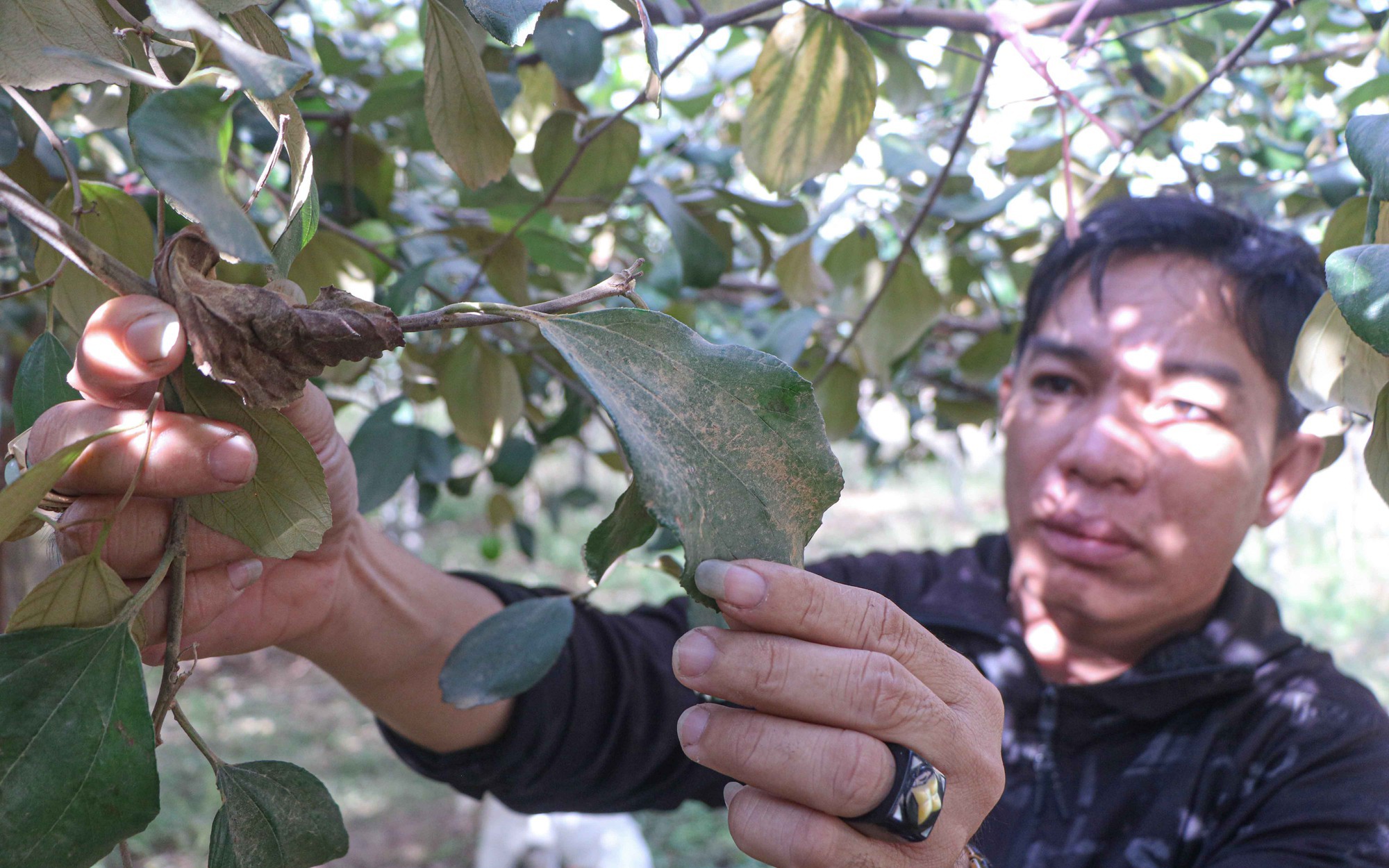 Người trồng táo ở Ninh Thuận được hỗ trợ do bụi