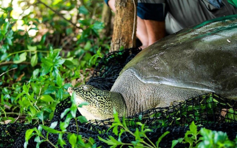Điều tra nguyên nhân rùa Hoàn Kiếm ở hồ Đồng Mô bị chết