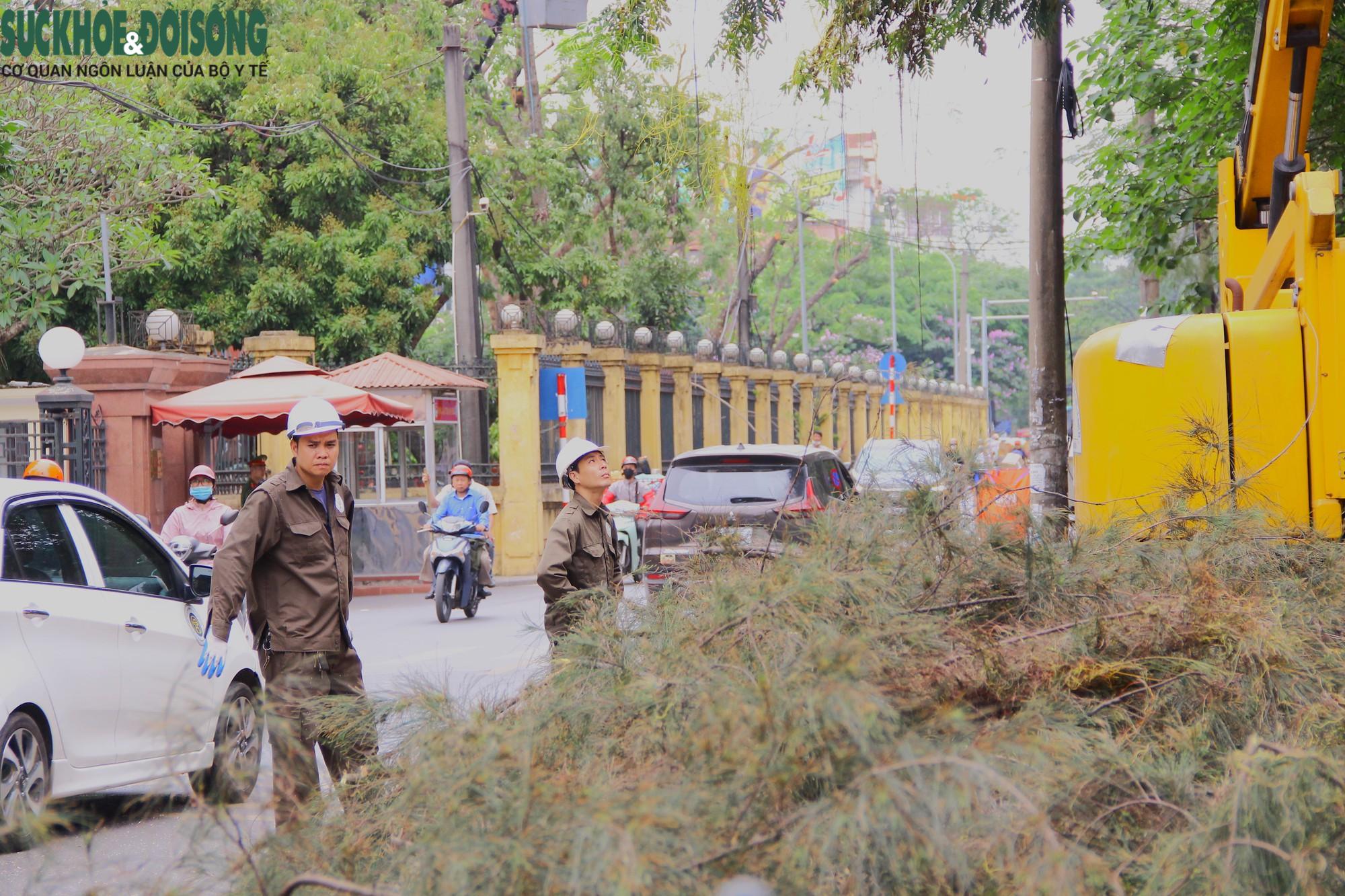 Cận cảnh cắt tỉa loạt cây xanh ở Hà Nội trước mùa mưa bão - Ảnh 3.