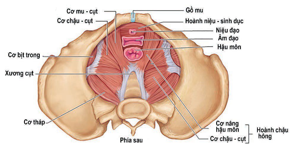 Nhiều phụ nữ bị rối loạn chức năng sàn chậu không được điều trị - Ảnh 1.