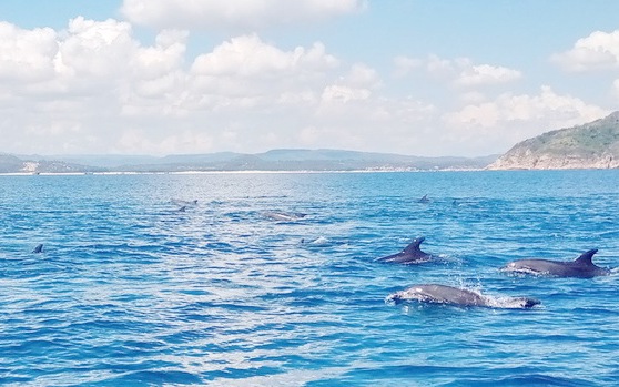 Đàn cá heo nhảy nhót thích thú gần bờ biển Phú Yên báo hiệu điều gì?