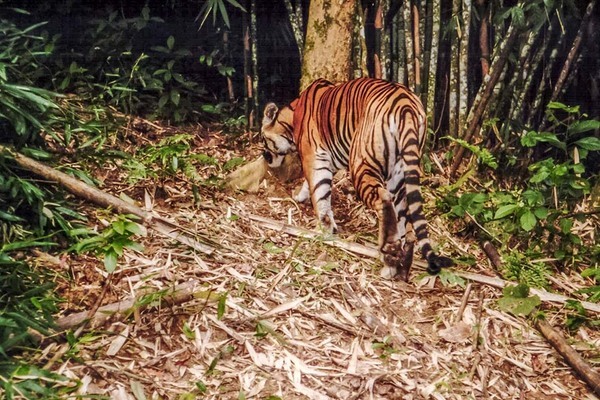 Người dân nhìn thấy thú hoang dã giống hổ ở Lâm Đồng - Ảnh 2.