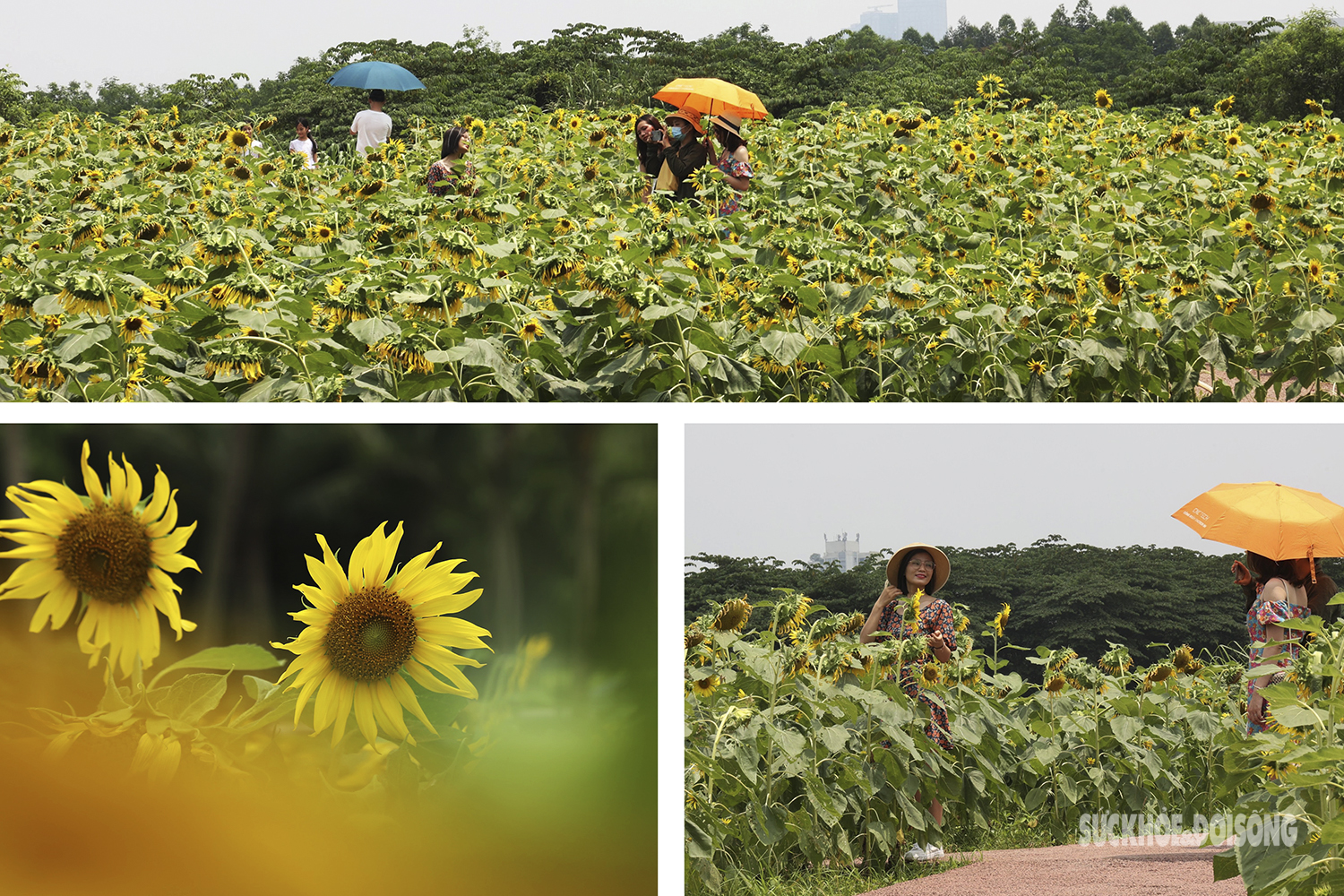 Hàng nghìn bông hoa hướng dương đang khoe sắc khiến người dân bất chấp cái nắng oi ả đến đây check-in.