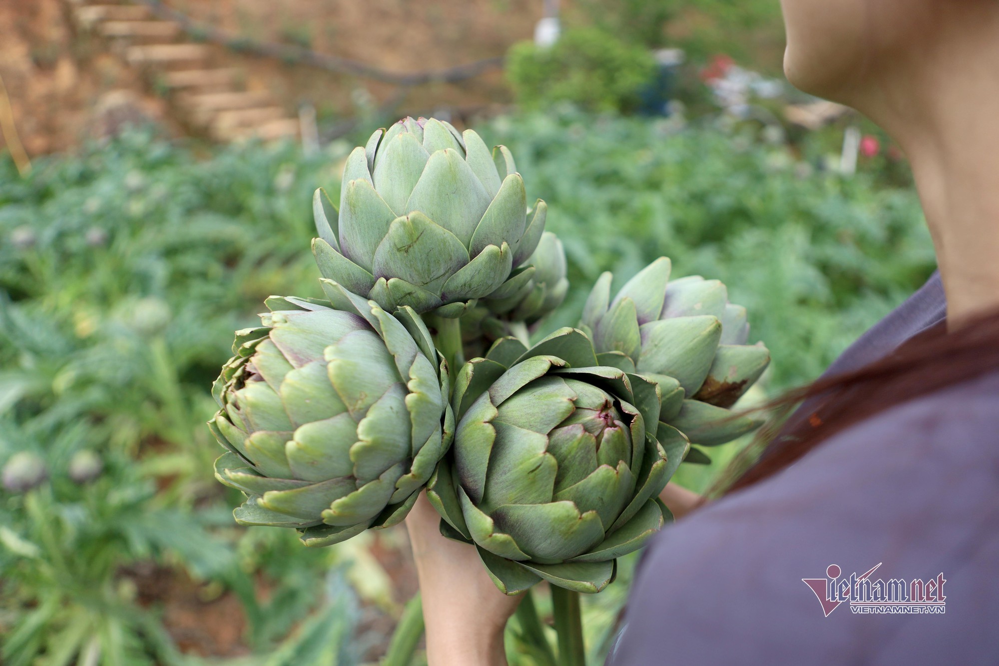 Nhận kỷ lục châu Á, hoa atiso 200 nghìn/kg đắt khách ăn giải nhiệt - Ảnh 2.