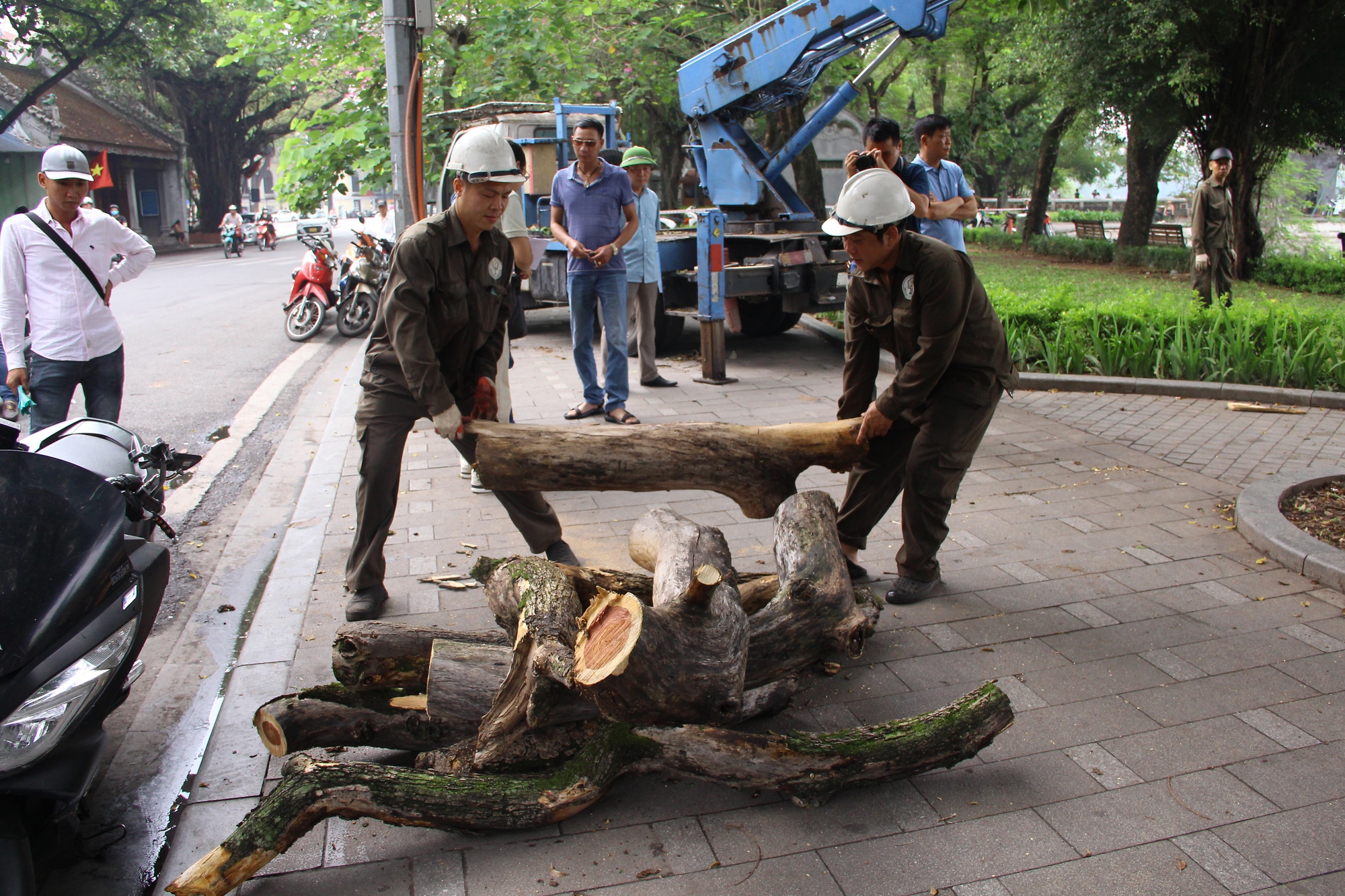 Cận cảnh chặt hạ 3 cây Sưa trị giá hàng trăm triệu tại Hồ Gươm - Ảnh 11.