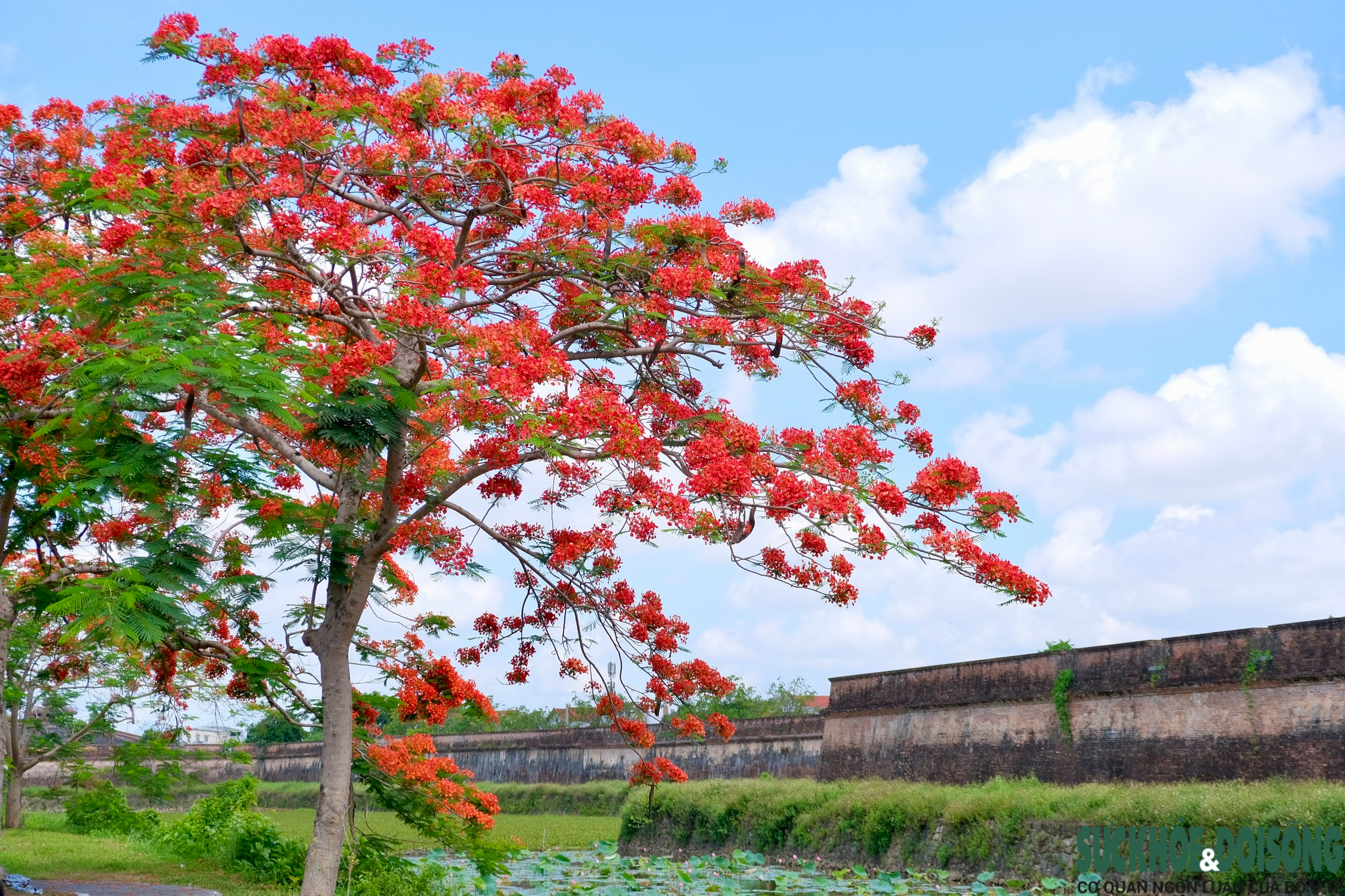 Du khách thích thú mùa phượng vĩ nở hoa đỏ rực đất đời xứ Huế - Ảnh 4.