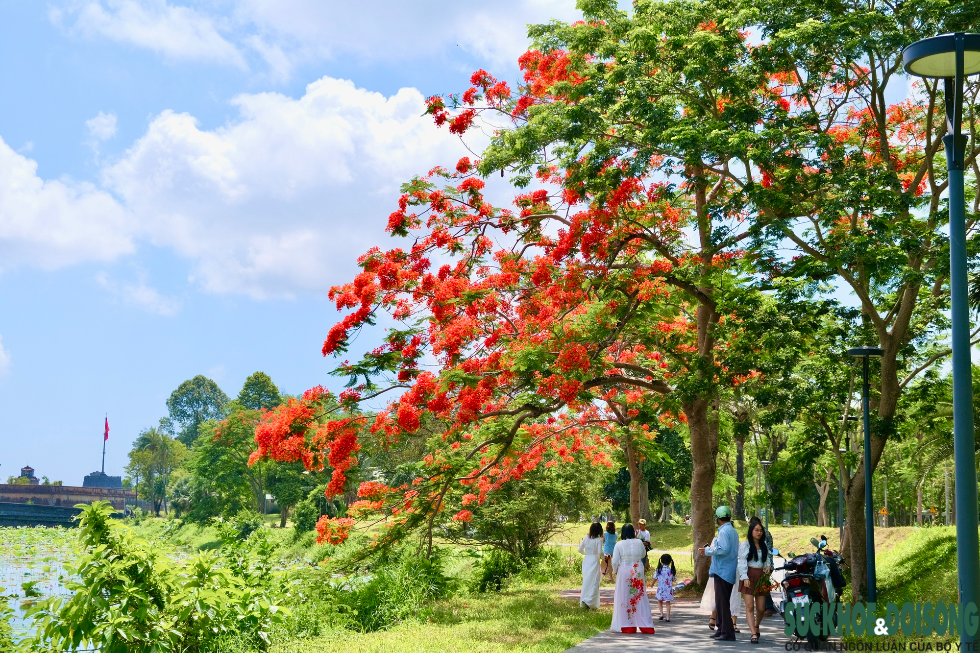 Du khách thích thú mùa phượng vĩ nở hoa đỏ rực đất đời xứ Huế - Ảnh 7.