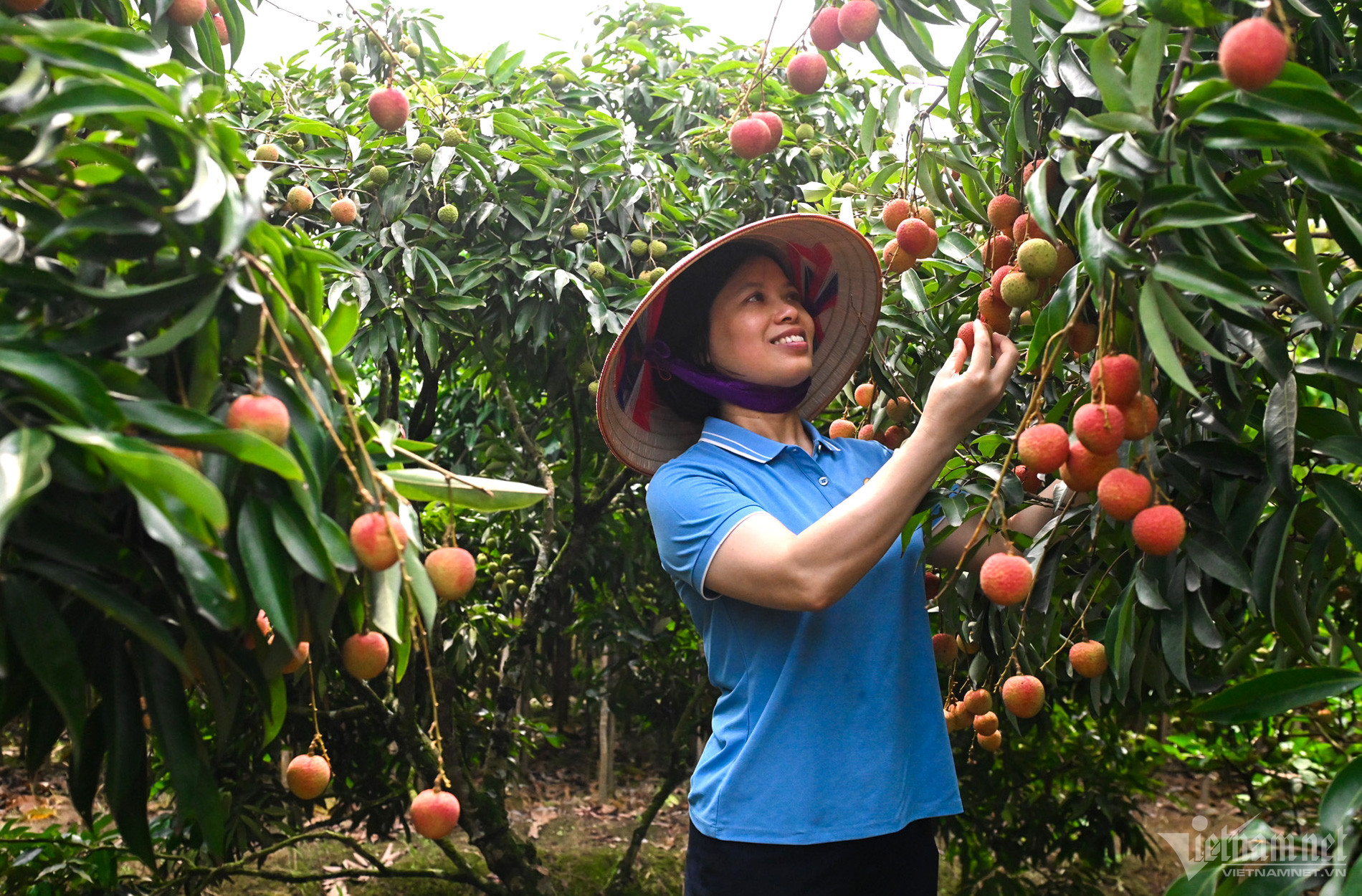 Loại vải thiều đặc biệt: Khách tranh mua, thu 800 triệu/ha dân vẫn 'ngại' trồng - Ảnh 2.