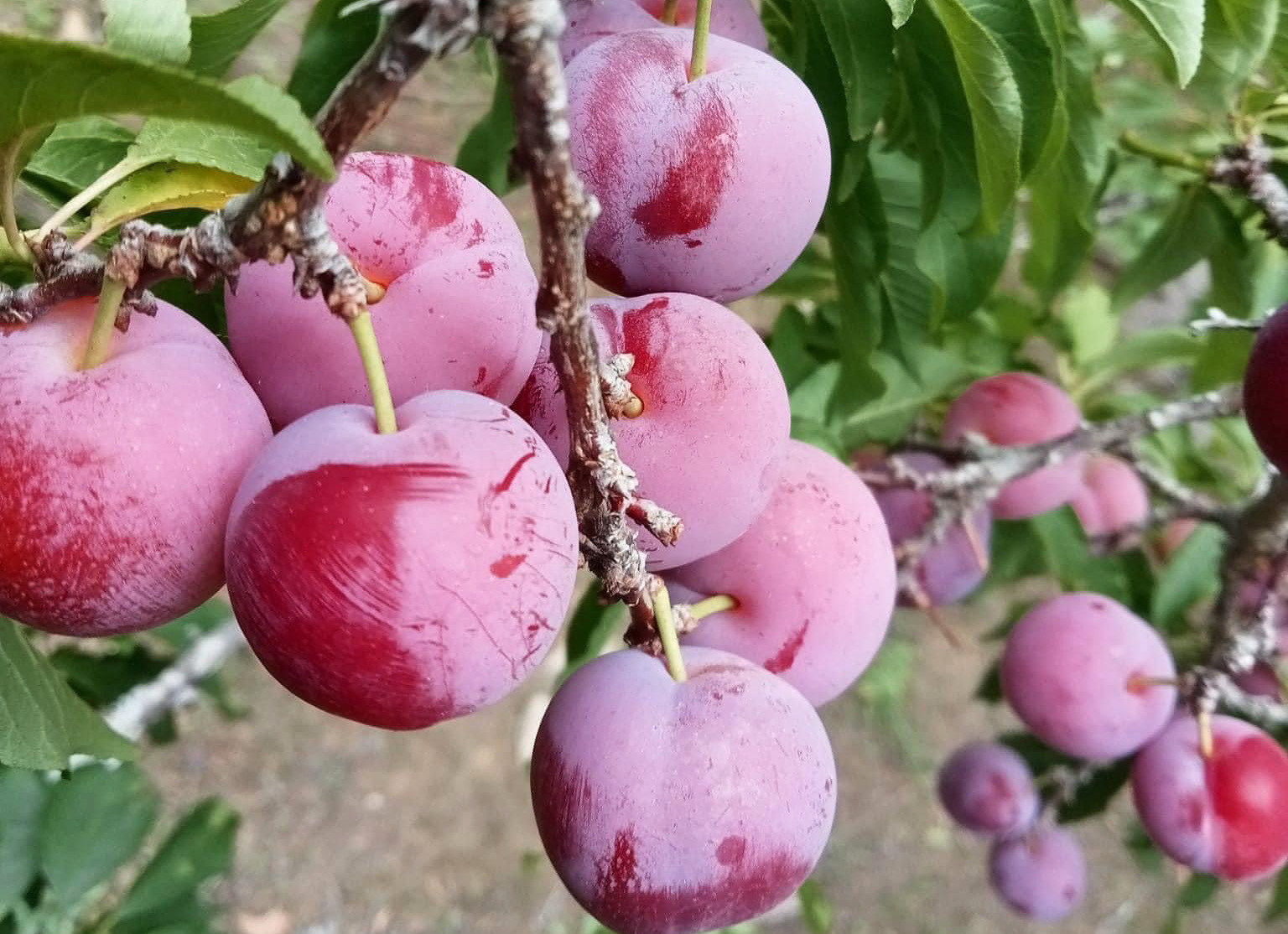 ‘Cherry Việt’ đổ bộ thị trường, giá chỉ 12.500 đồng/kg - Ảnh 2.