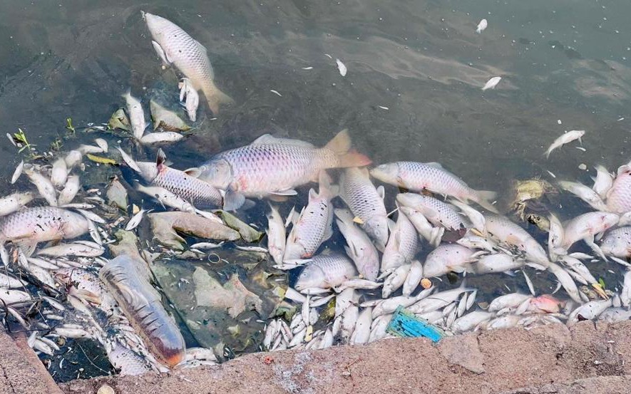 Cá chết nổi trắng hồ điều hòa lớn nhất TP Hà Tĩnh