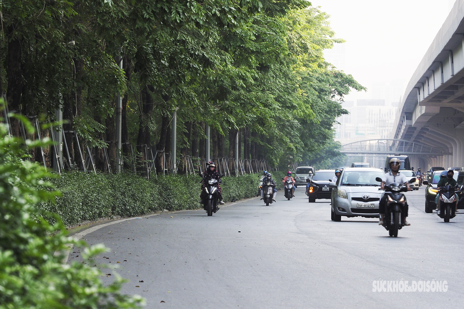 Dọc tuyến đường Phạm Văn Đồng, rất nhiều cây xanh đang ở tình trạng bị "siết cổ" .