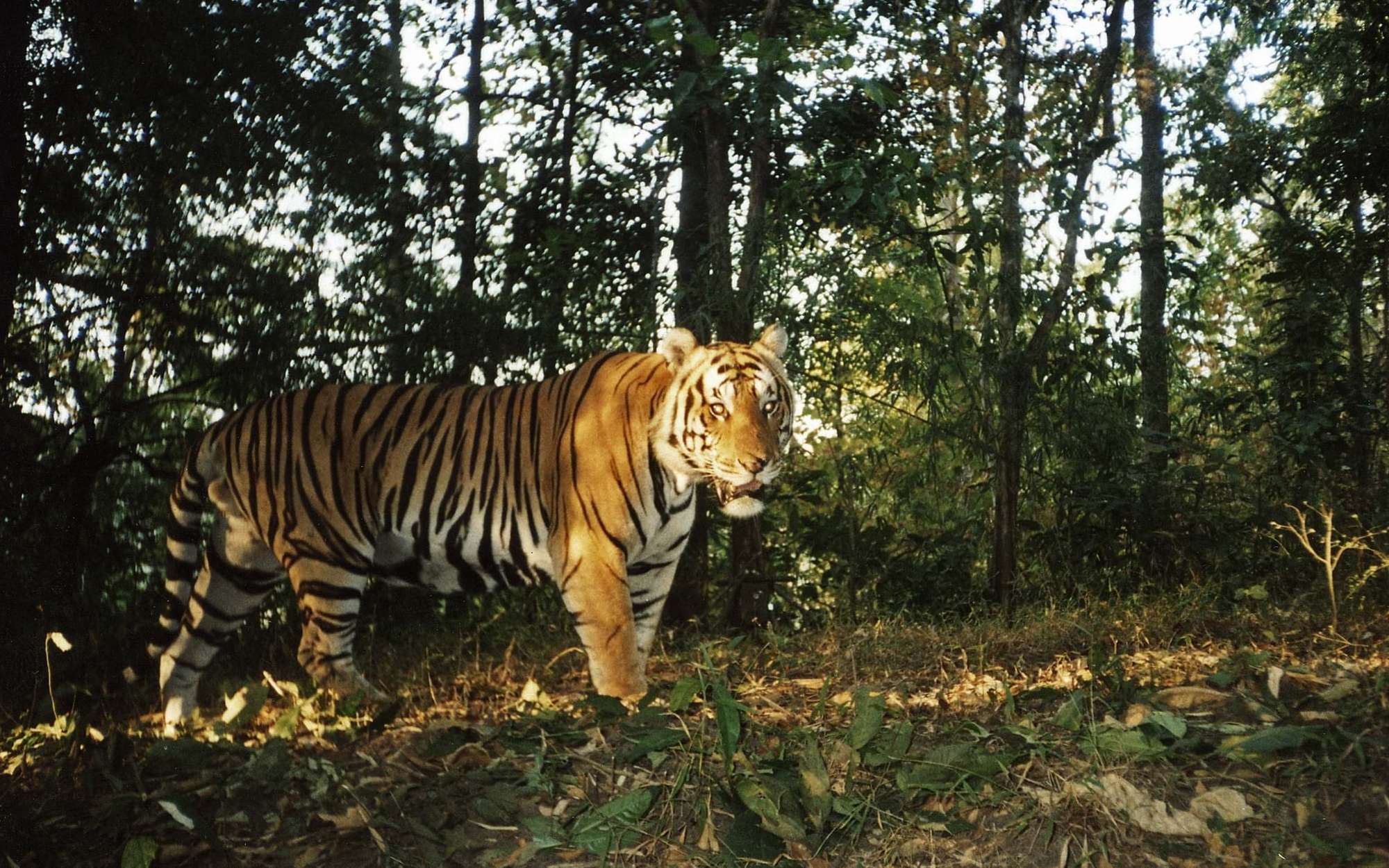 Chuyên gia nói về phát hiện hổ ở Sơn La
