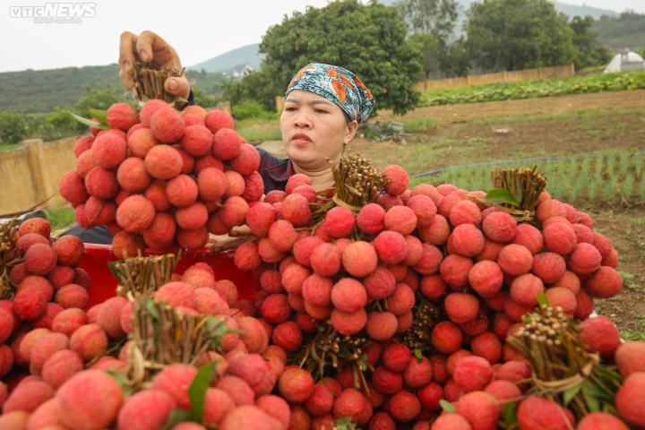 Bắc Giang: Nông dân trắng đêm soi đèn thu hoạch đặc sản vải thiều - Ảnh 8.