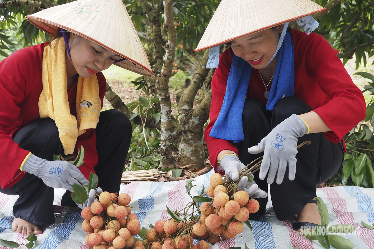 Nam thanh nữ tú &quot;vã mồ hôi&quot; tham gia thi hái vải nhanh  - Ảnh 9.