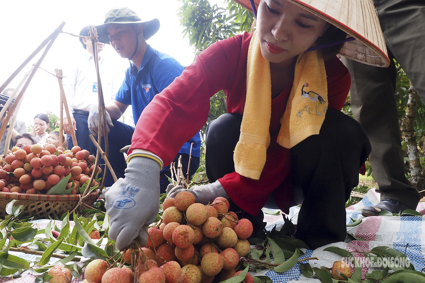 Nam thanh nữ tú &quot;vã mồ hôi&quot; tham gia thi hái vải nhanh  - Ảnh 10.