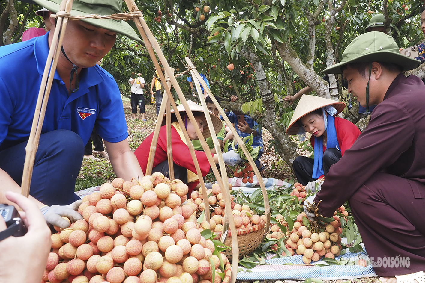 Nam thanh nữ tú &quot;vã mồ hôi&quot; tham gia thi hái vải nhanh  - Ảnh 3.