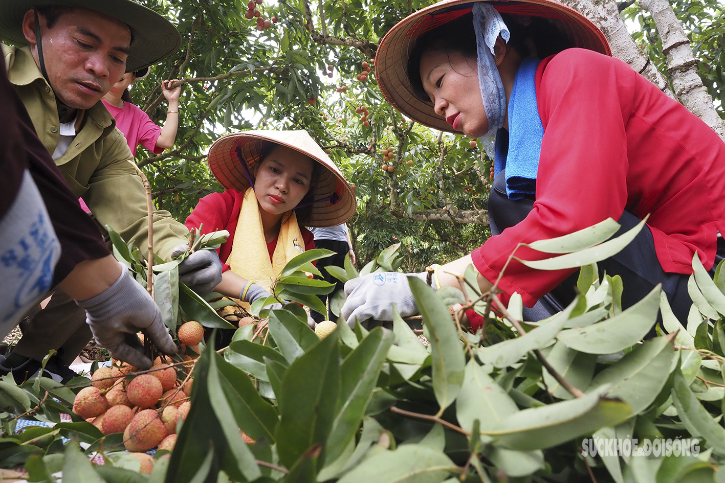 Nam thanh nữ tú &quot;vã mồ hôi&quot; tham gia thi hái vải nhanh  - Ảnh 5.