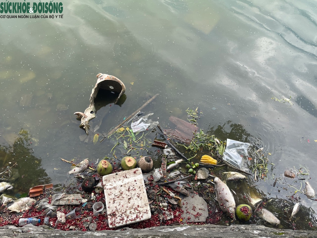 Xác cá chết, rác thải bốc mùi hôi thối một góc Hồ Tây - Ảnh 4.