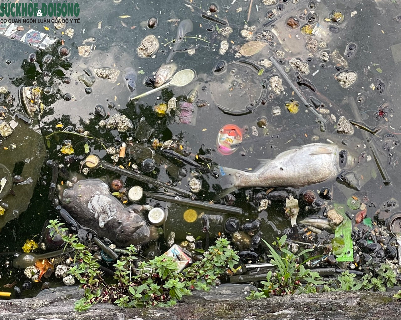 Xác cá chết, rác thải bốc mùi hôi thối một góc Hồ Tây - Ảnh 9.