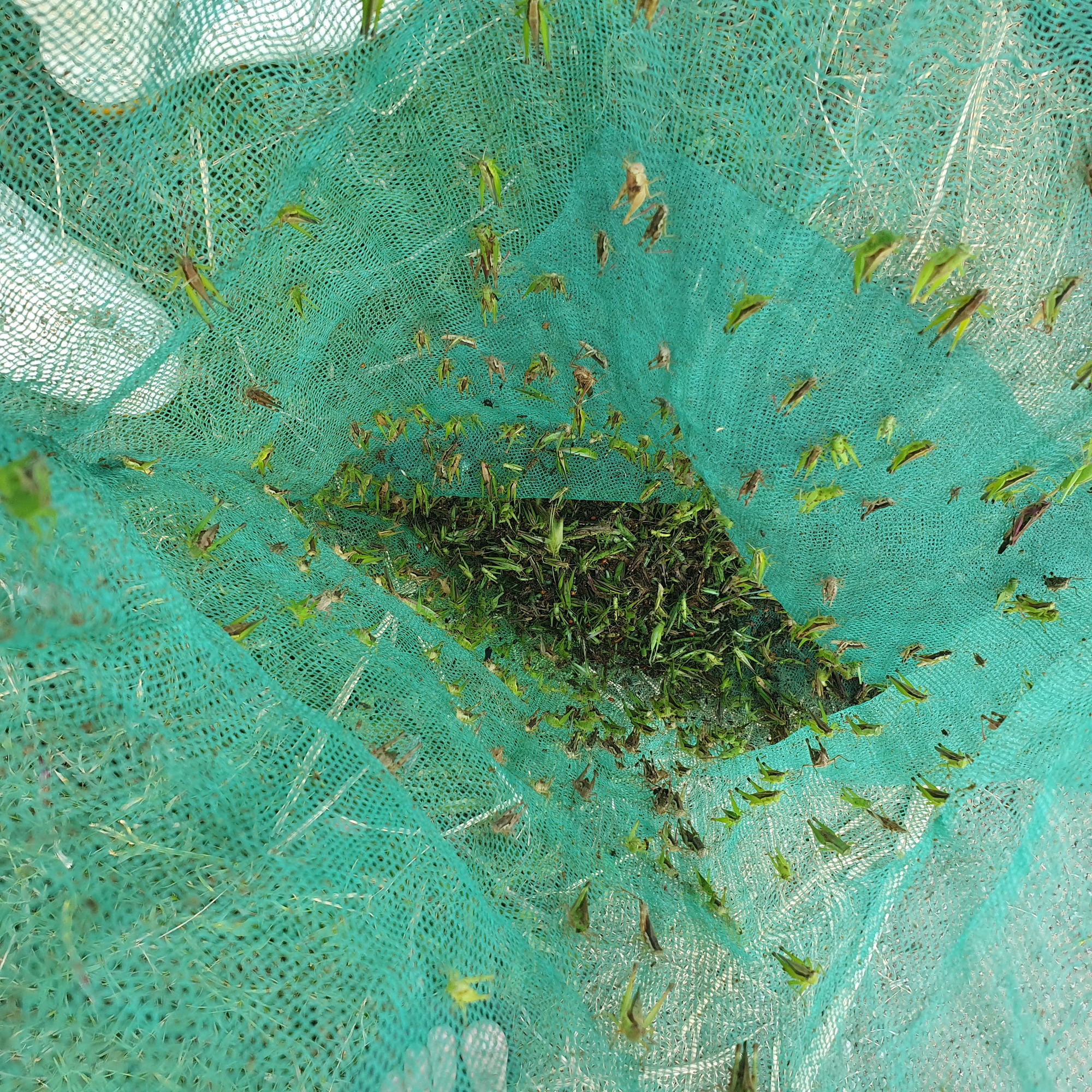 Săn