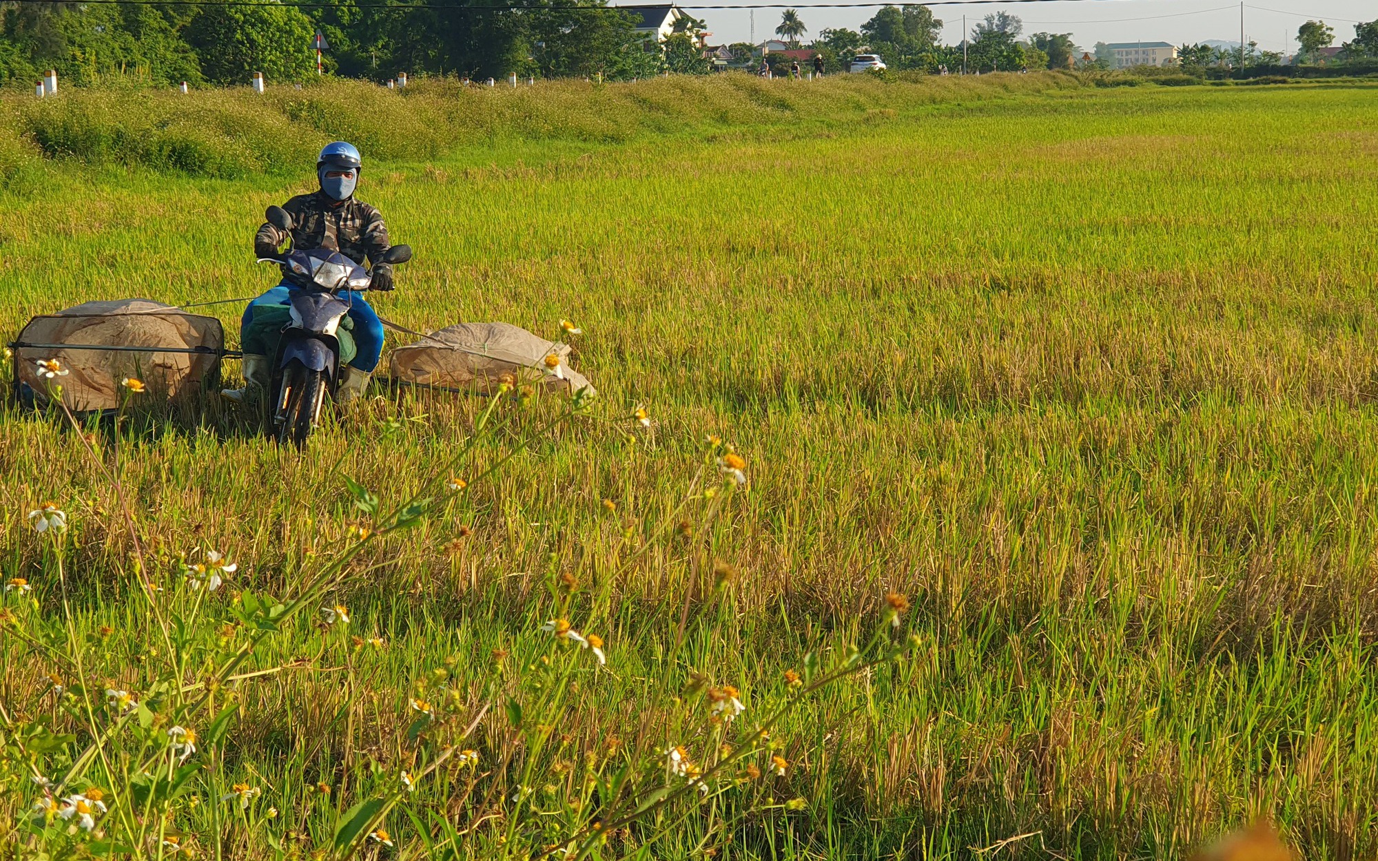 Săn 'tôm bay' kiếm tiền triệu giữa mùa nắng nóng