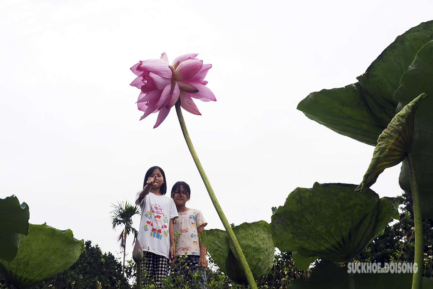 Quý hiếm đóa sen sinh đôi mang tên Tịnh Đế Liên - Ảnh 5.