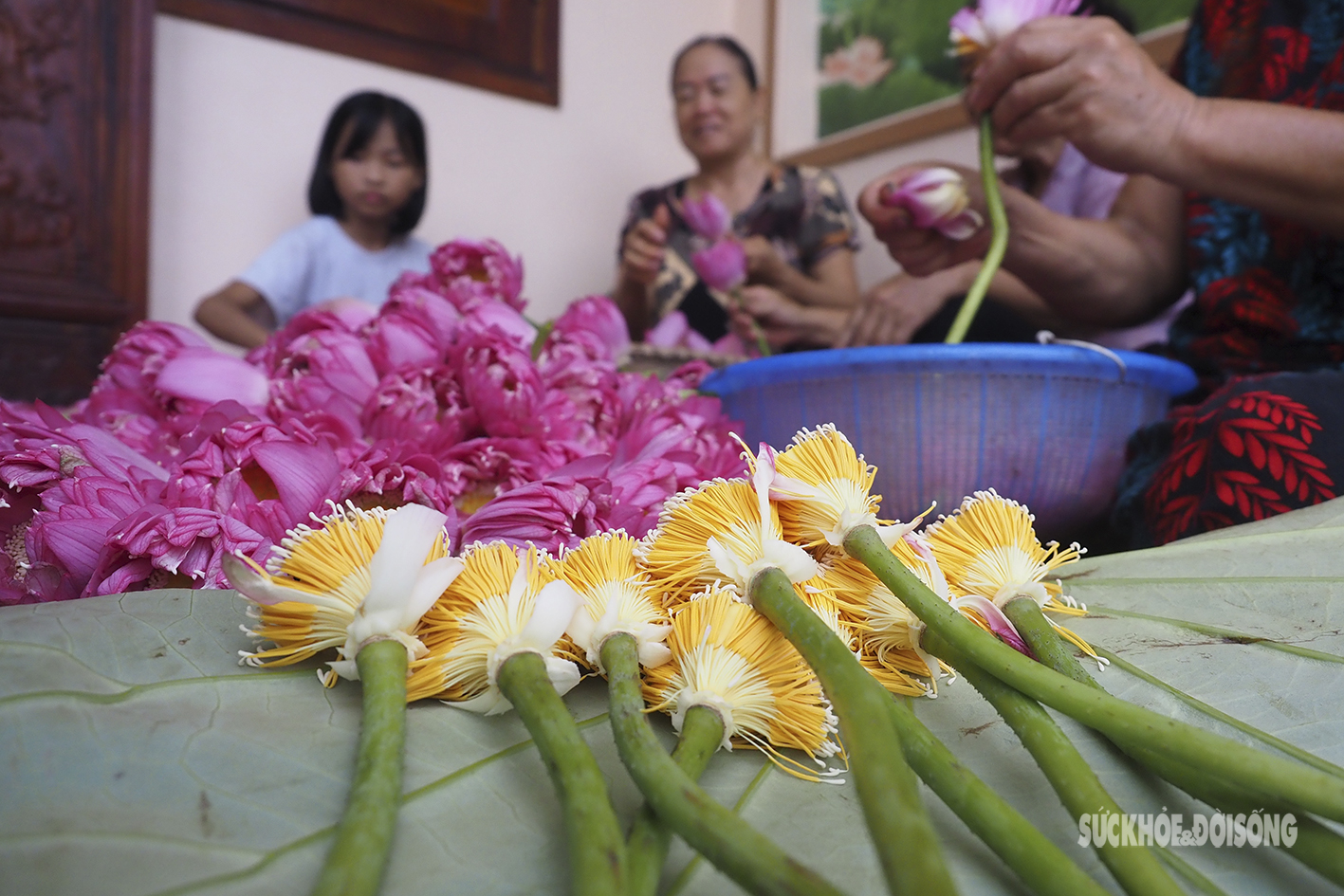 Quý hiếm đóa sen sinh đôi mang tên Tịnh Đế Liên - Ảnh 9.