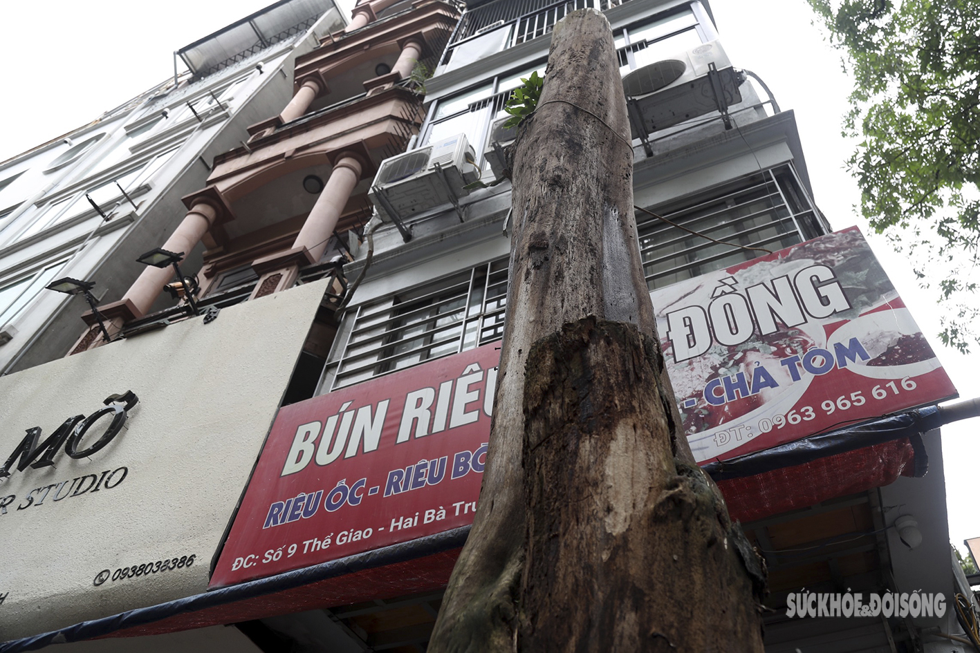 Nhiều cây cổ thụ ở Hà Nội chết khô, tiềm ẩn đổ gãy trong mùa mưa bão - Ảnh 9.