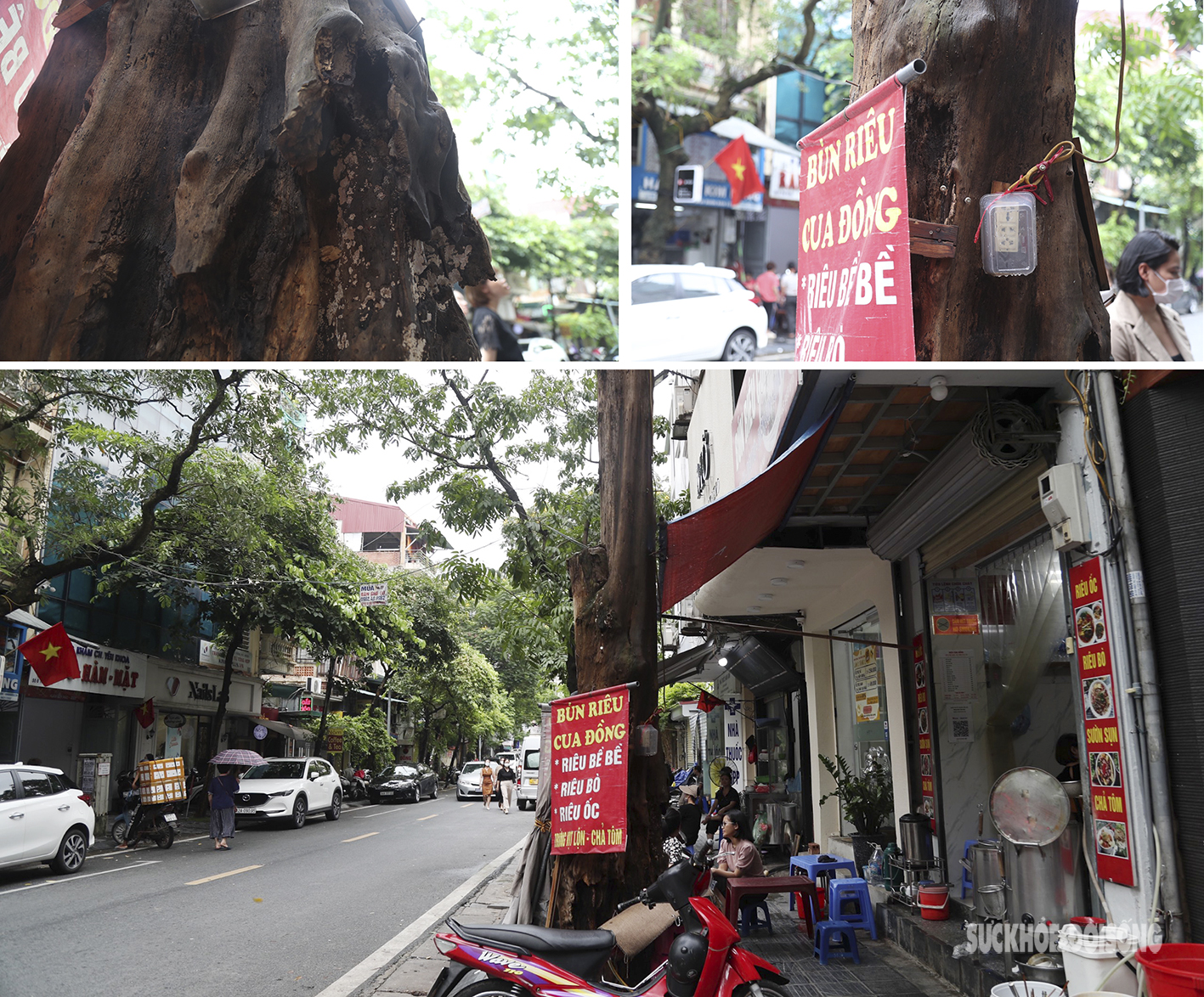 Nhiều cây cổ thụ ở Hà Nội chết khô, tiềm ẩn đổ gãy trong mùa mưa bão - Ảnh 7.