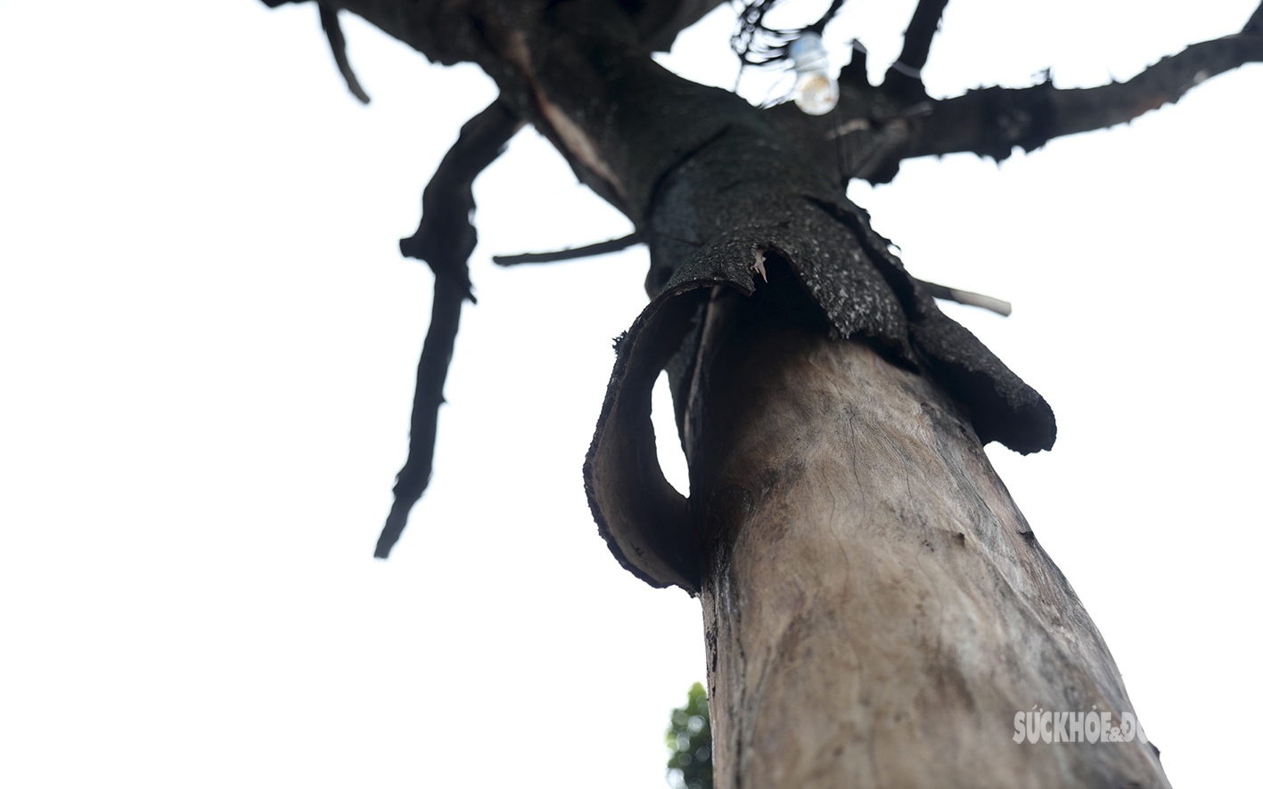Nhiều cây cổ thụ ở Hà Nội chết khô, nguy cơ đổ gãy trong mùa mưa bão