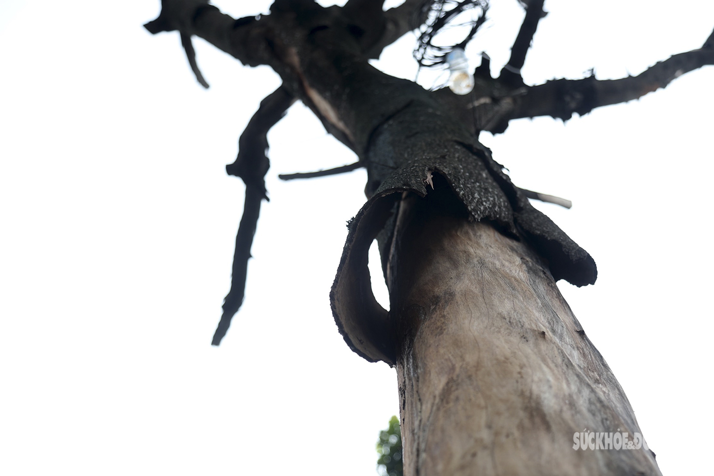 Nhiều cây cổ thụ ở Hà Nội chết khô, tiềm ẩn đổ gãy trong mùa mưa bão - Ảnh 4.