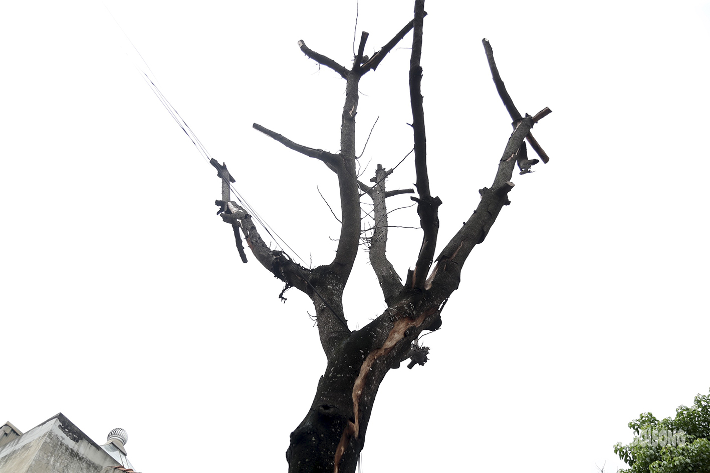 Nhiều cây cổ thụ ở Hà Nội chết khô, tiềm ẩn đổ gãy trong mùa mưa bão - Ảnh 10.