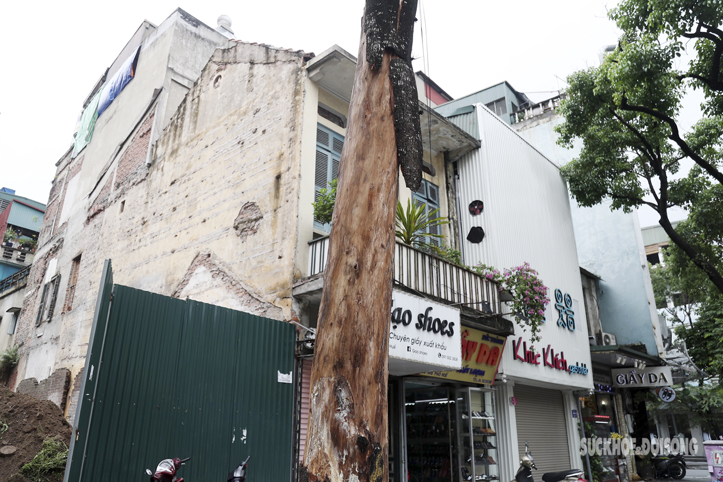Nhiều cây cổ thụ ở Hà Nội chết khô, tiềm ẩn đổ gãy trong mùa mưa bão - Ảnh 8.