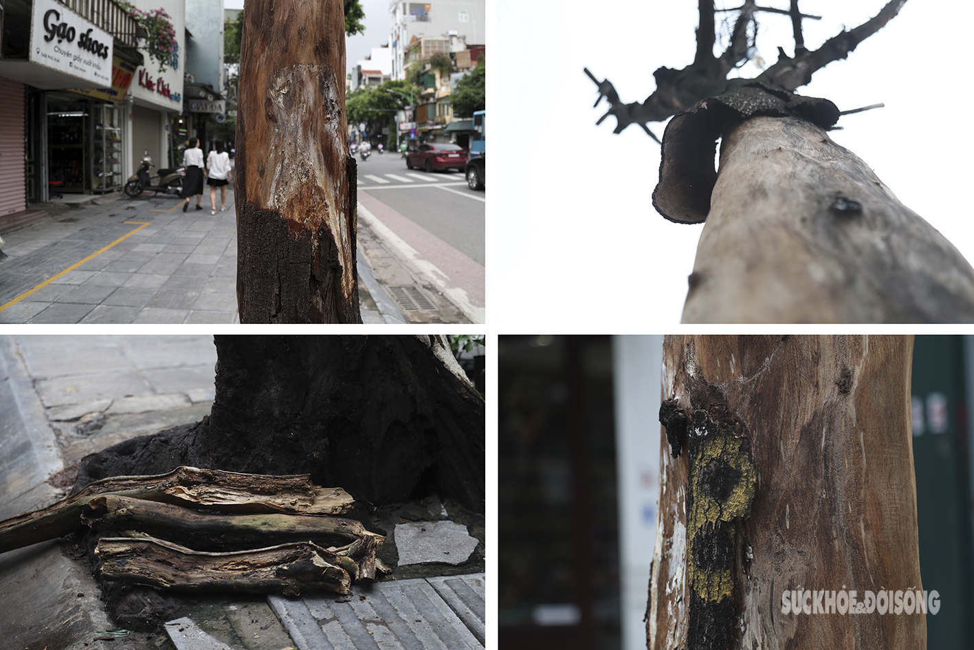 Nhiều cây cổ thụ ở Hà Nội chết khô, tiềm ẩn đổ gãy trong mùa mưa bão - Ảnh 3.