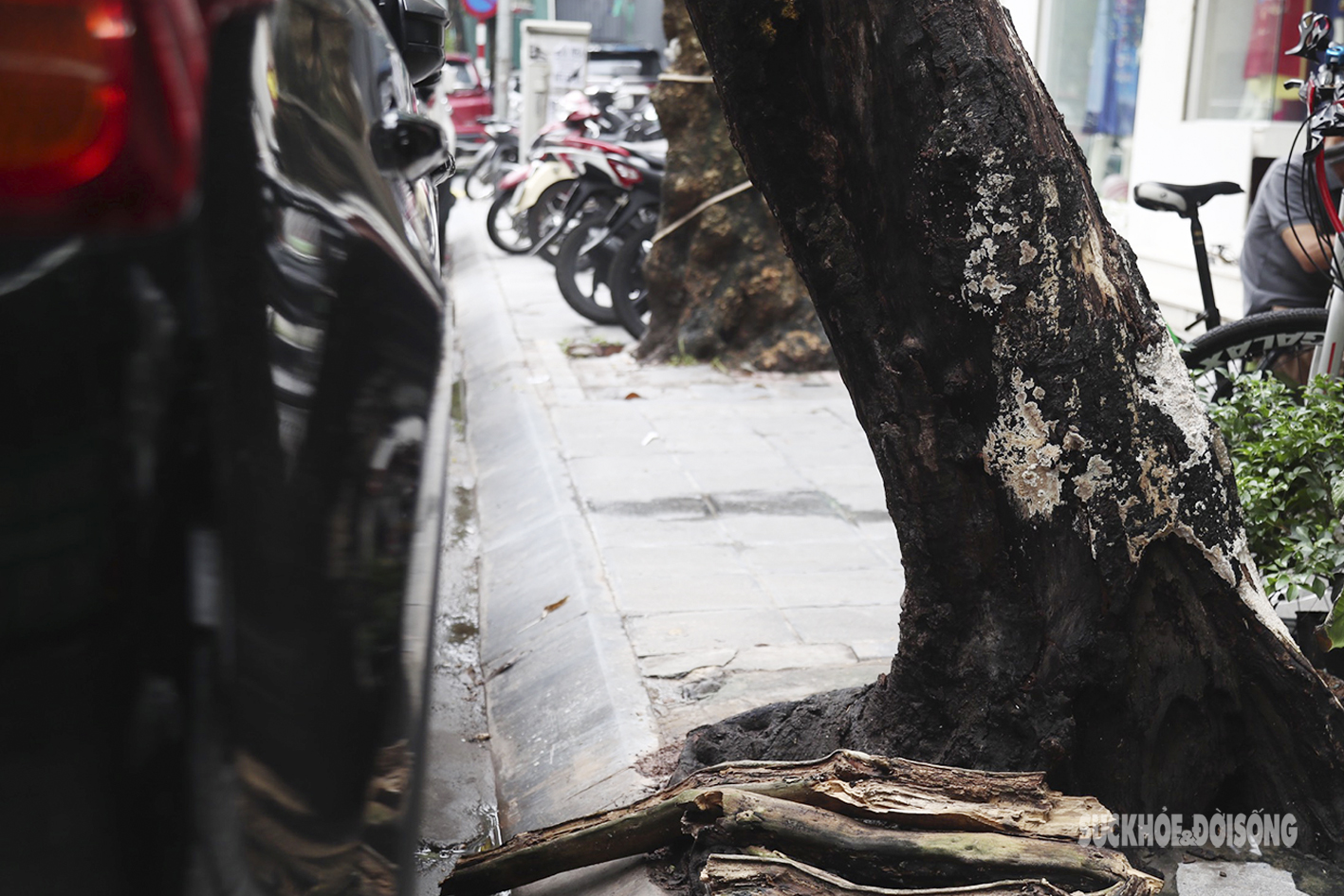 Nhiều cây cổ thụ ở Hà Nội chết khô, tiềm ẩn đổ gãy trong mùa mưa bão - Ảnh 13.