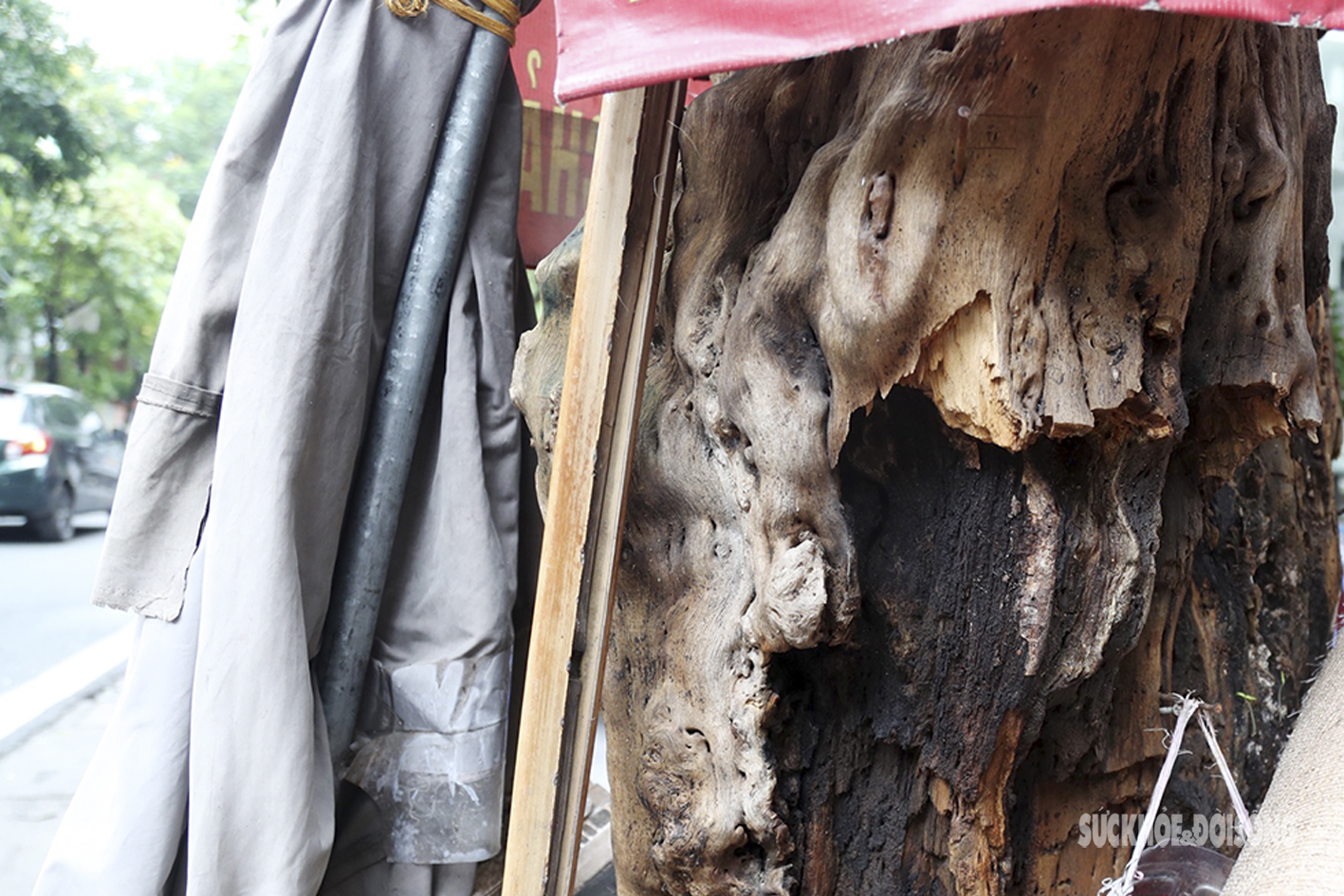 Nhiều cây cổ thụ ở Hà Nội chết khô, tiềm ẩn đổ gãy trong mùa mưa bão - Ảnh 2.